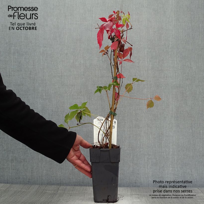 Parthenocissus quinquefolia Engelmannii - Virginia Creeper 2L/3L pot sample as delivered in autumn