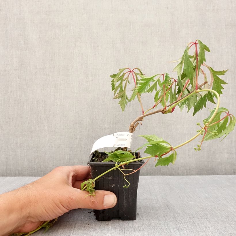Parthenocissus quinquefolia Kirigami- Virginia Creeper 8/9 cm pot sample as delivered in spring