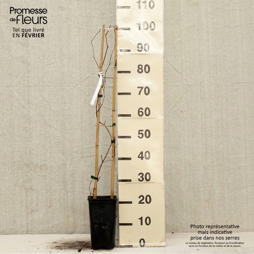 Parthenocissus quinquefolia Murorum - Virginia Creeper 1.5L/2L pot sample as delivered in winter