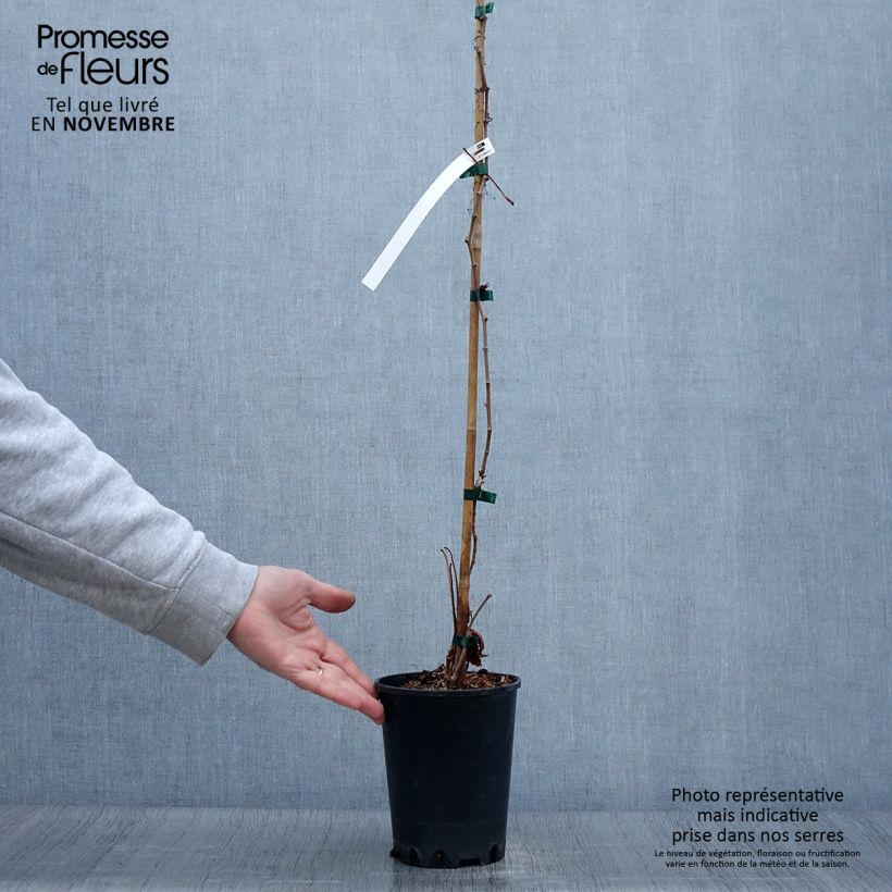 Parthenocissus quinquefolia Murorum - Virginia Creeper 3L/4L pot sample as delivered in autumn