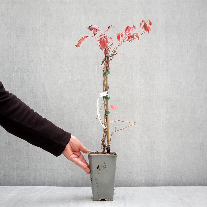 Parthenocissus quinquefolia Murorum - Virginia Creeper 1.5L/2L pot sample as delivered in autumn