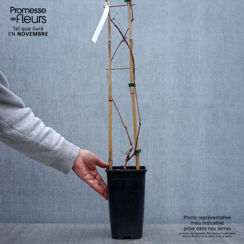 Parthenocissus quinquefolia Red Wall- Virginia Creeper 2L/3L pot sample as delivered in autumn