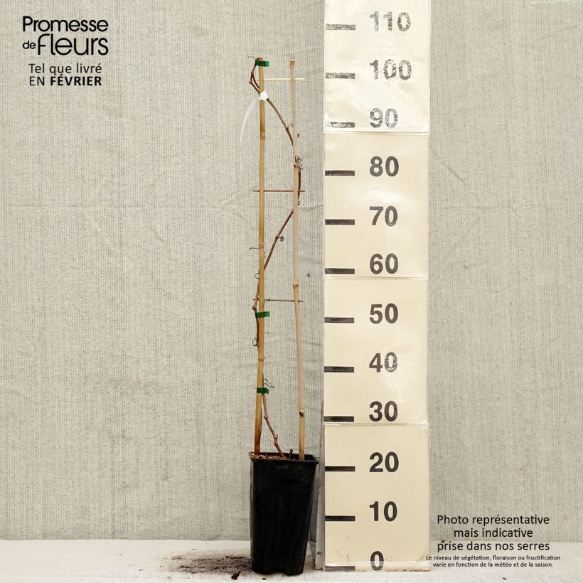 Parthenocissus quinquefolia Red Wall- Virginia Creeper 2L/3L pot sample as delivered in winter