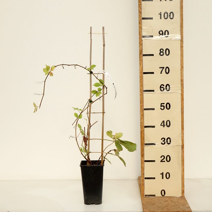 Parthenocissus quinquefolia Yellow Wall- Virginia Creeper 3L/4L pot sample as delivered in autumn