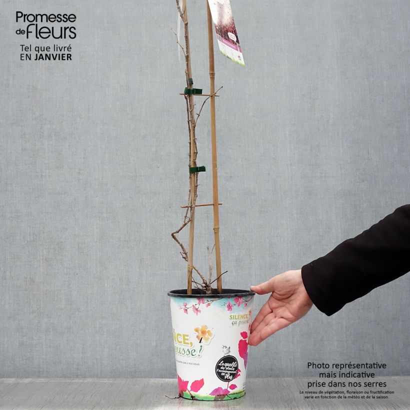 Parthenocissus tricuspidata Atropurpurea- Boston Ivy 2L/3L pot sample as delivered in winter