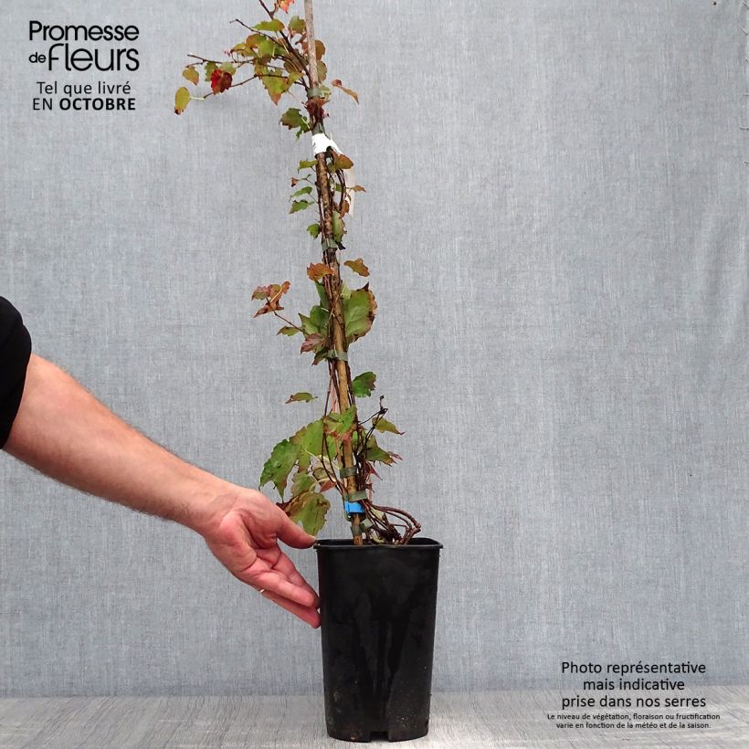 Parthenocissus tricuspidata Minutifolia- Boston Ivy 2L/3L pot sample as delivered in autumn