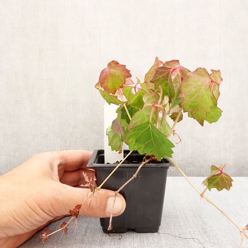 Parthenocissus tricuspidata Veitchii - Boston Ivy 8/9 cm pot sample as delivered in spring