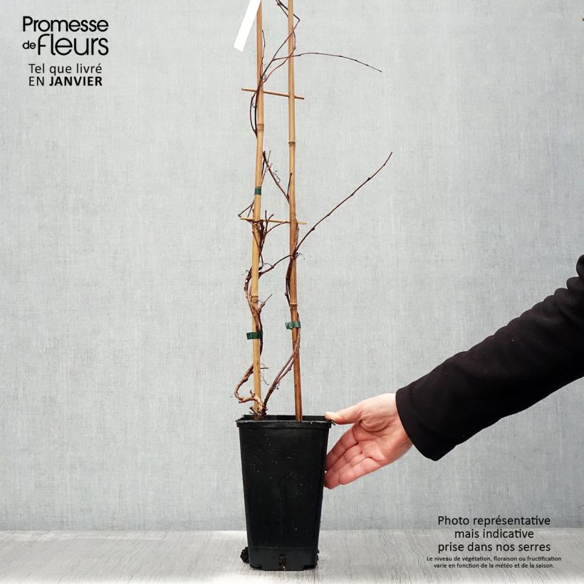 Parthenocissus tricuspidata Veitchii Robusta -Boston Ivy 2L/3L pot sample as delivered in winter