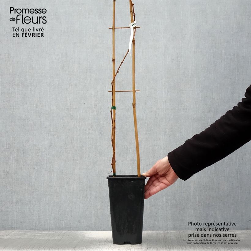 Parthenocissus quinquefolia Yellow Wall- Virginia Creeper 3L/4L pot sample as delivered in winter