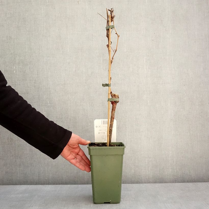 Vitis vinifera Phoenix 2L/3L pot sample as delivered in winter