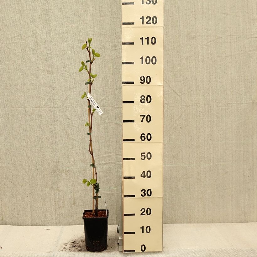 Vitis vinifera Phoenix 2L/3L pot sample as delivered in spring