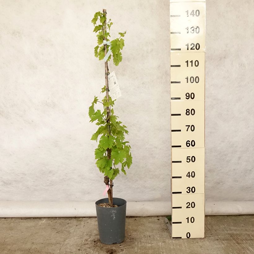Vitis vinifera Argentina - dessert grape 4L/5L pot sample as delivered in summer