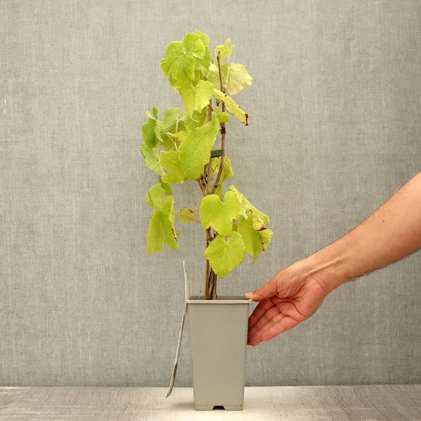 Vitis vinifera Himrod - Grape vine 1.5L/2L pot sample as delivered in summer