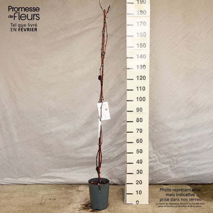 Vitis vinifera Muscat Bleu - Grape vine 4L/5L pot sample as delivered in winter