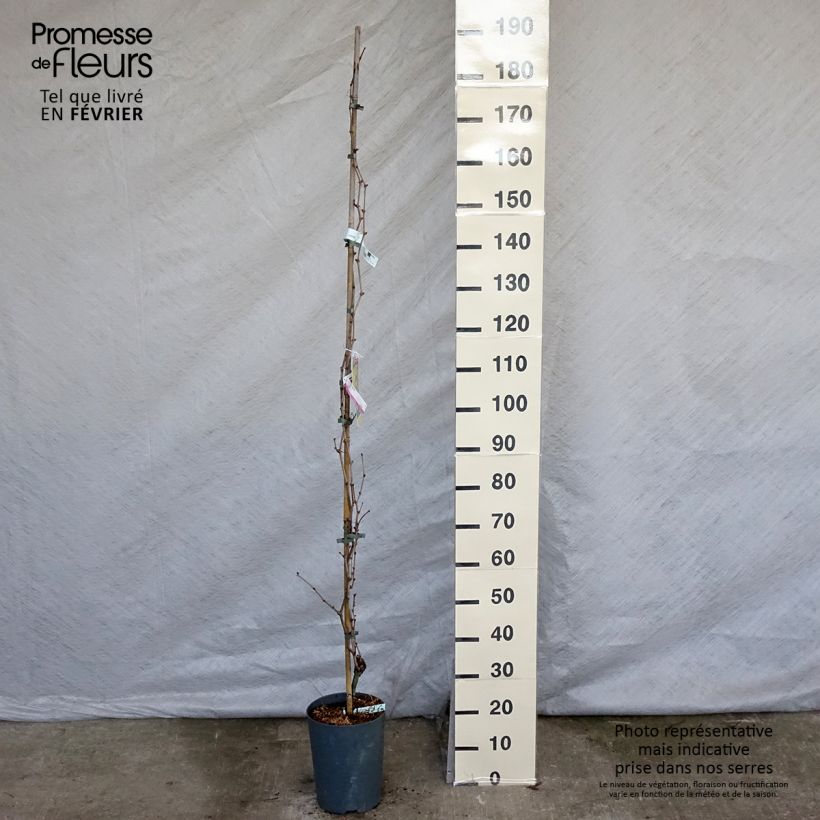 Vitis vinifera Palatina - Grape Vine 4L/5L pot sample as delivered in winter