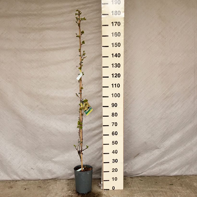 Vitis vinifera Palatina - Grape Vine 4L/5L pot sample as delivered in spring
