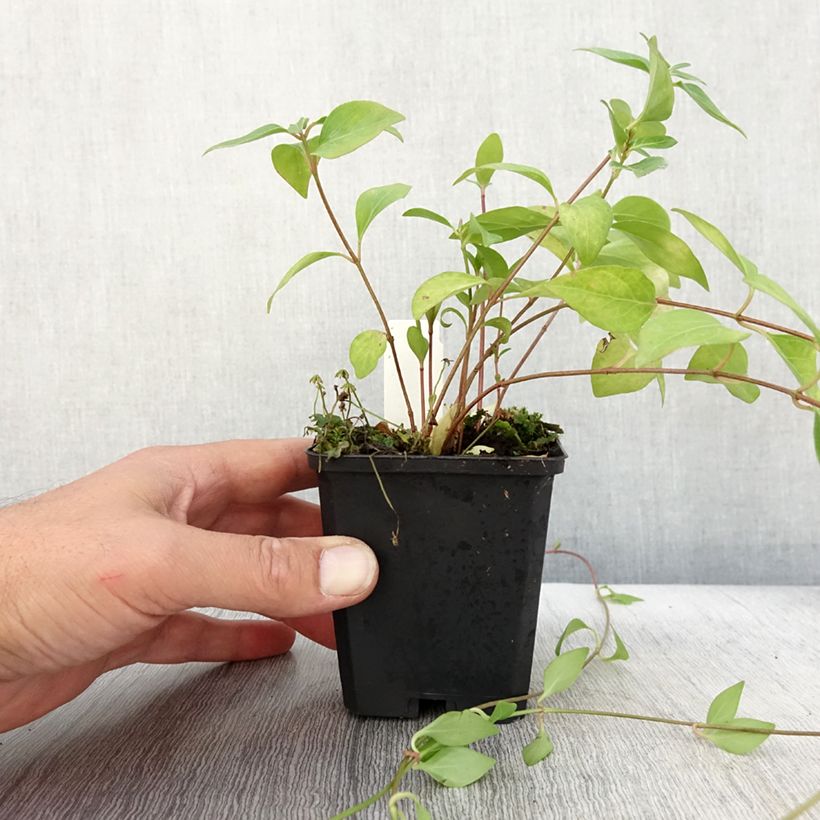Vinca major Alba 8/9 cm pot sample as delivered in autumn