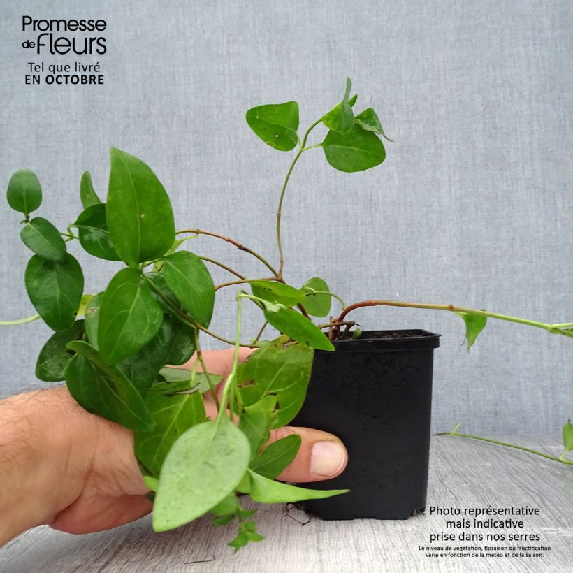 Vinca major  7/8 cm pot sample as delivered in autumn