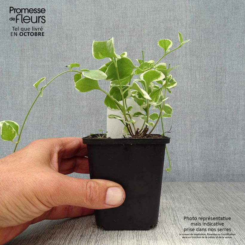 Vinca major Variegata 8/9 cm pot sample as delivered in autumn