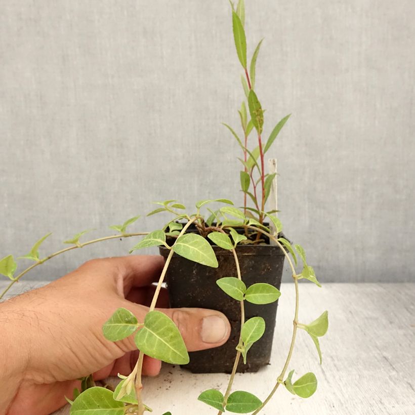 Vinca minor Alba 8/9 cm pot sample as delivered in summer