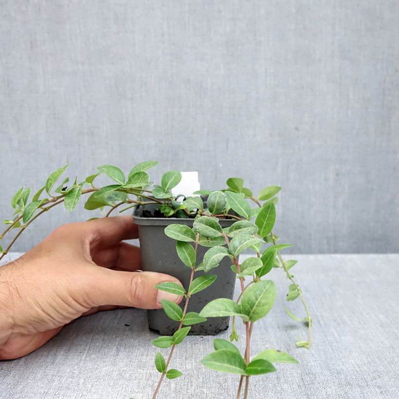 Vinca minor Alba 8/9 cm pot sample as delivered in autumn