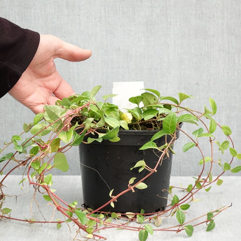 Vinca minor Alba 2L/3L pot sample as delivered in autumn