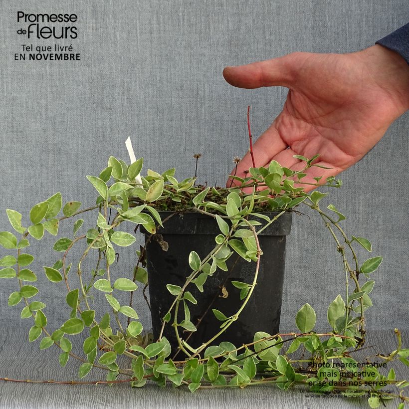 Vinca minor Argenteovariegata 2L/3L pot sample as delivered in autumn