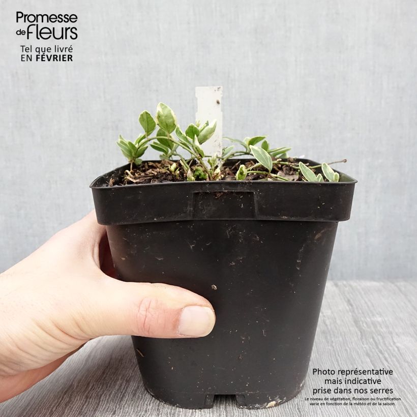 Vinca minor Argenteovariegata 2L/3L pot sample as delivered in winter