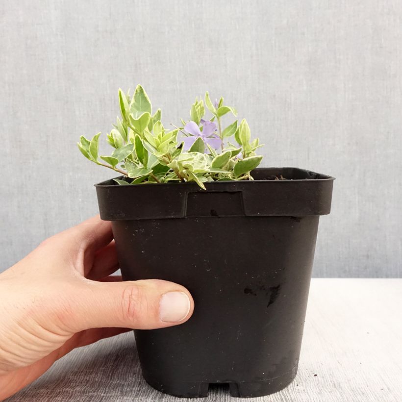 Vinca minor Argenteovariegata 2L/3L pot sample as delivered in spring