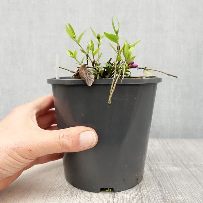 Vinca minor Atropurpurea 2L/3L pot sample as delivered in spring