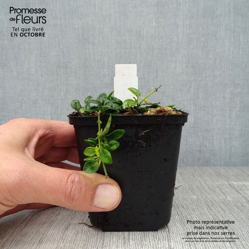 Vinca minor Elisa 8/9 cm pot sample as delivered in autumn