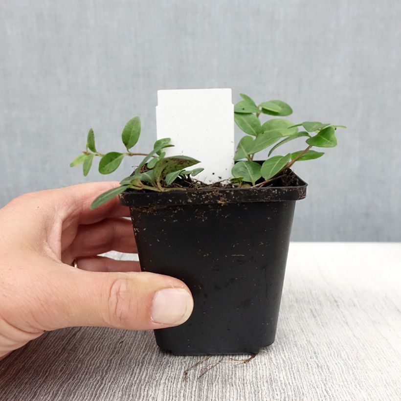 Vinca minor Flower Power 8/9 cm pot sample as delivered in autumn