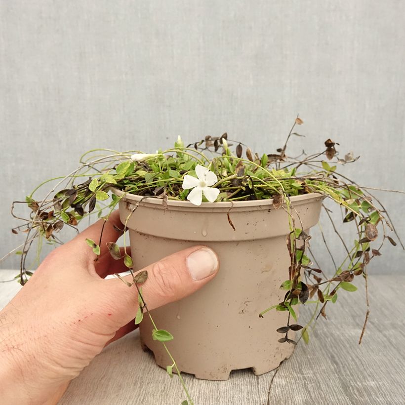 Vinca minor Gertrude Jekyll 2L/3L pot sample as delivered in spring