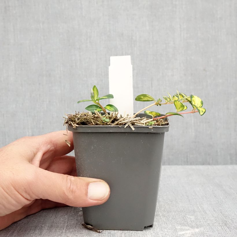 Vinca minor Illumination 8/9 cm pot sample as delivered in autumn