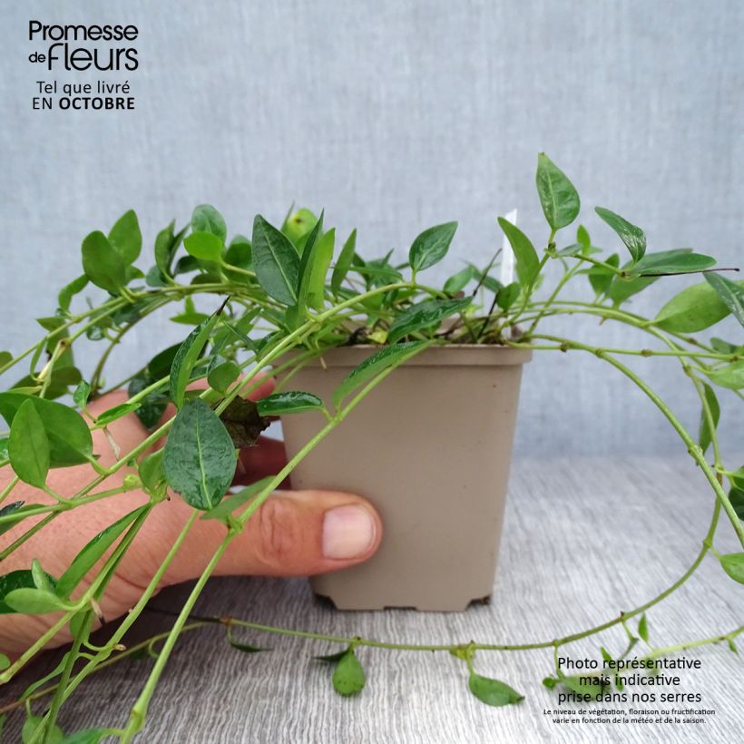 Vinca minor Josefine 8/9 cm pot sample as delivered in autumn