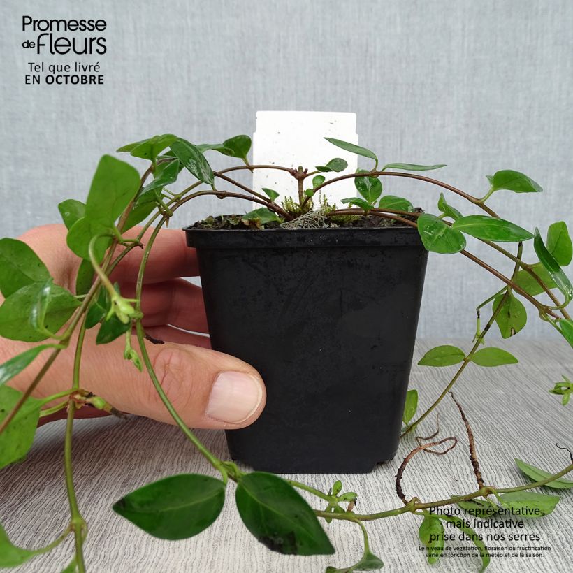 Vinca minor Marie 8/9 cm pot sample as delivered in autumn