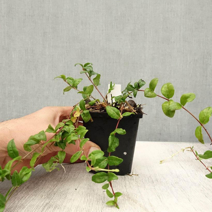 Vinca minor Multiplex 8/9 cm pot sample as delivered in autumn