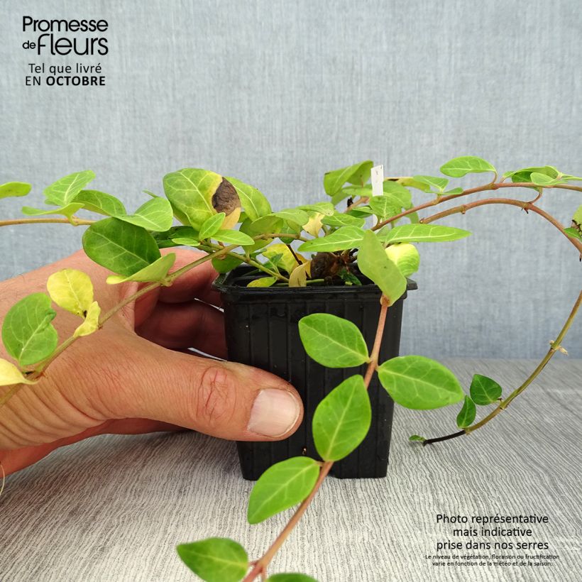 Vinca minor 7/8 cm pot sample as delivered in autumn