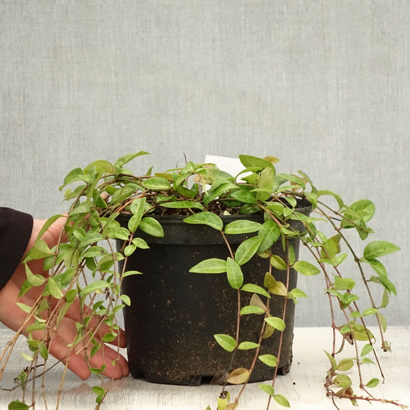 Vinca minor 2L/3L pot sample as delivered in autumn