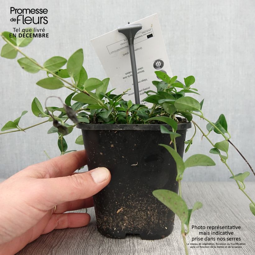 Vinca minor Sebastian's Beste 2L/3L pot sample as delivered in autumn