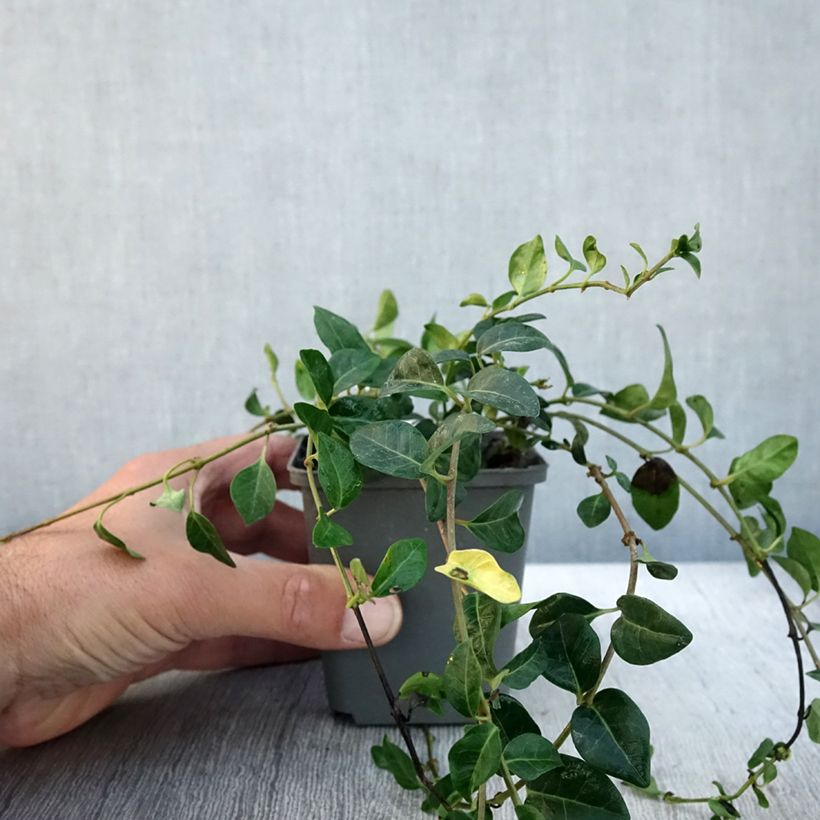 Vinca minor Valentin 8/9 cm pot sample as delivered in autumn
