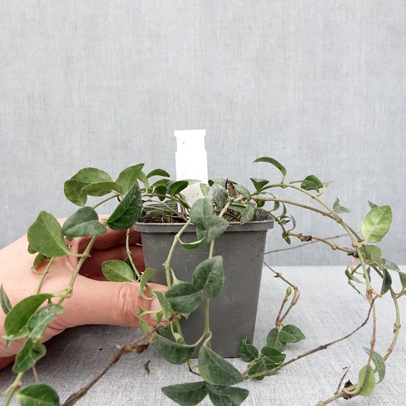 Vinca minor Valentin 8/9 cm pot sample as delivered in winter