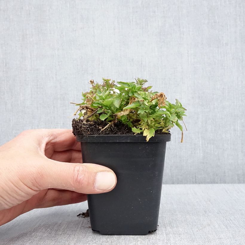 Viola cornuta Icy but spicy 8/9 cm pot sample as delivered in spring