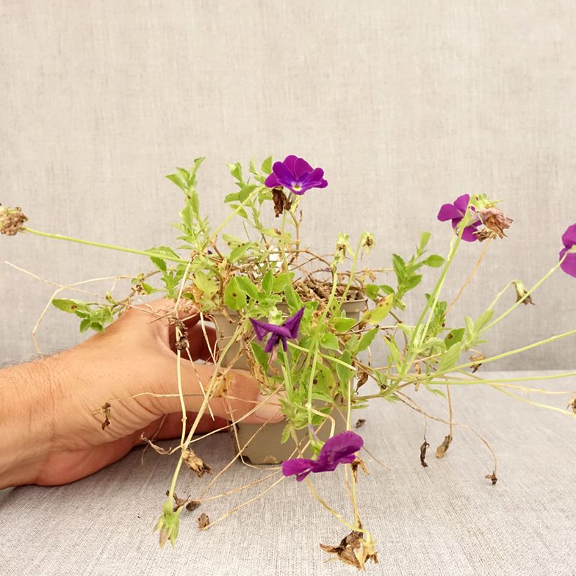 Viola cornuta Martin 8/9 cm pot sample as delivered in summer