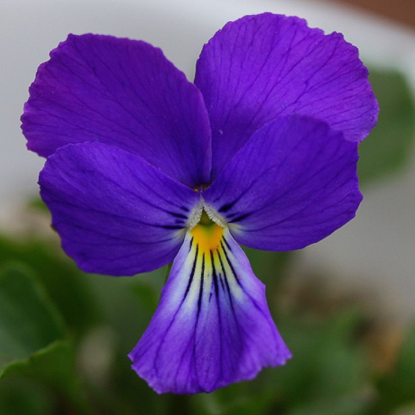 Viola corsica (Flowering)