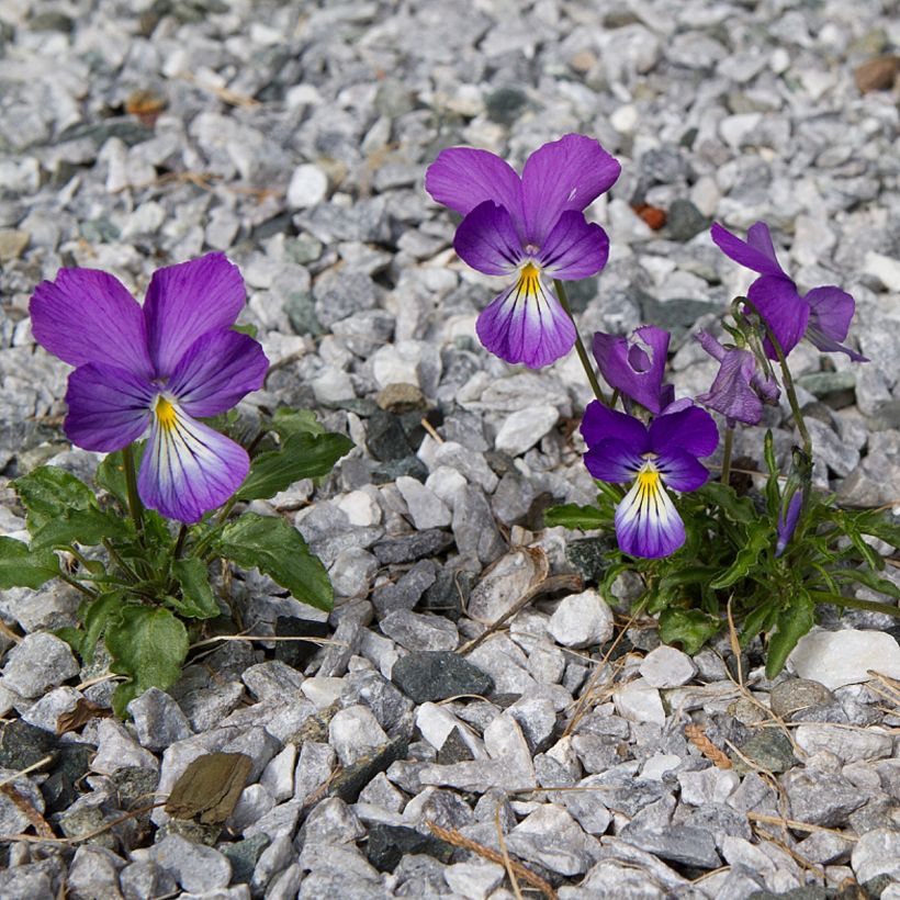 Viola corsica (Plant habit)