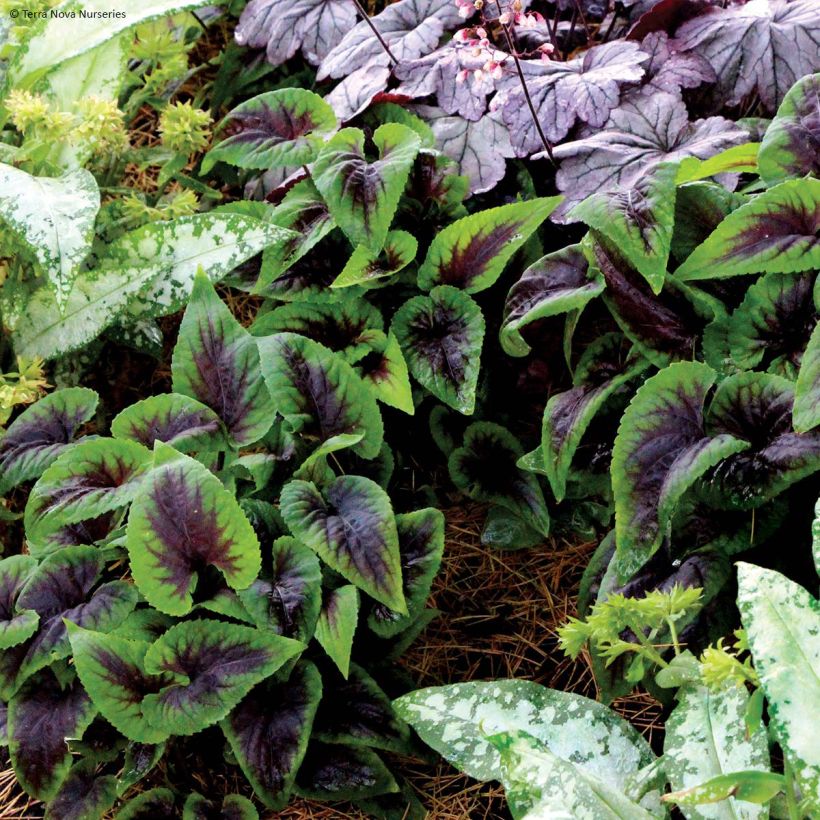 Viola x koreana Heartthrob (Plant habit)