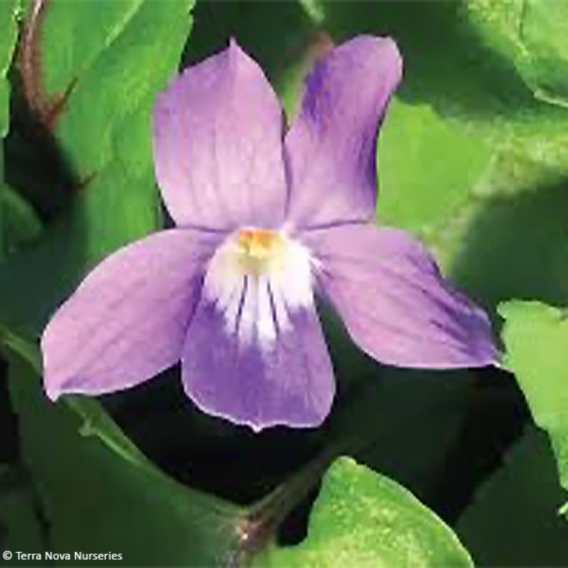 Viola x koreana Heartthrob (Flowering)