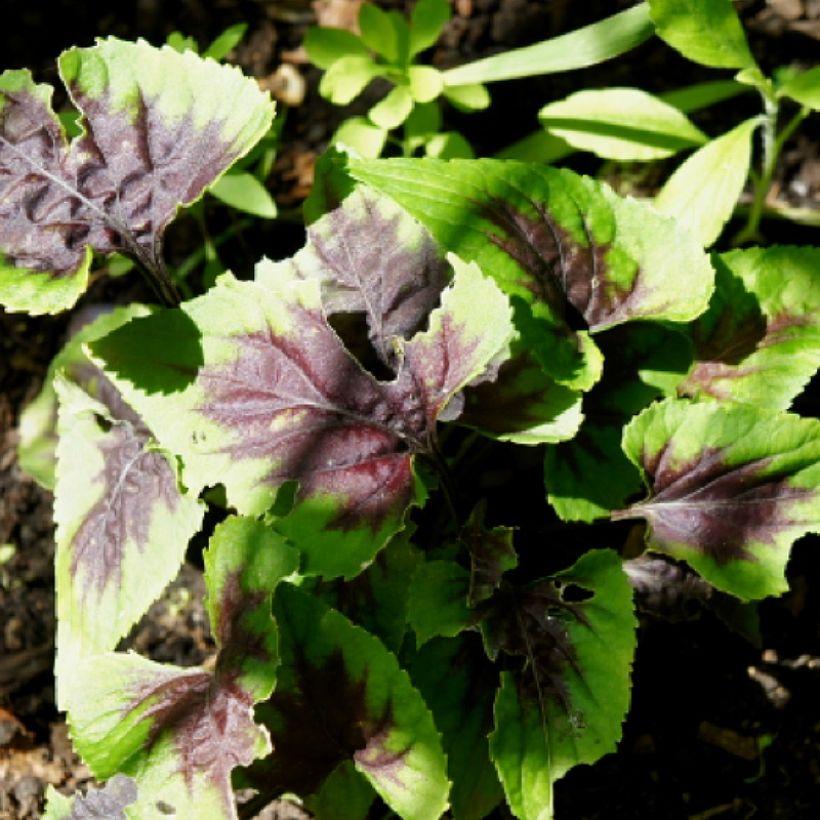 Viola x koreana Heartthrob (Foliage)