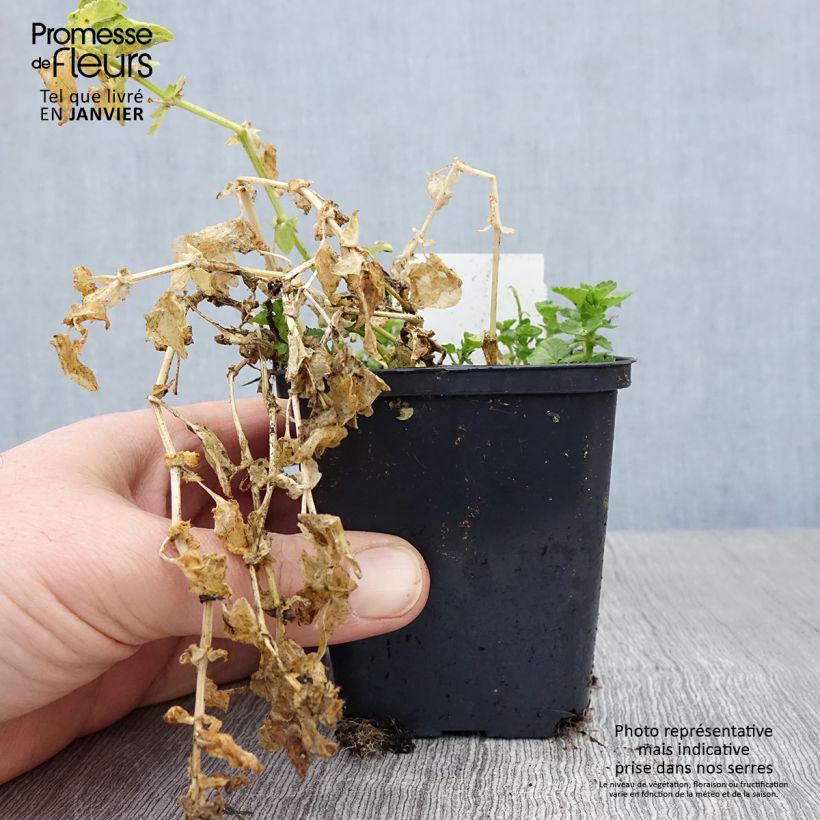 Viola cornuta Wisley White - Horned pansy 8/9 cm pot sample as delivered in winter